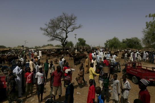 5631745_2016-03-15t070201z-1357688690-gf10000345241-rtrmadp-3-nigeria-violence-cattle_545x460_autocrop