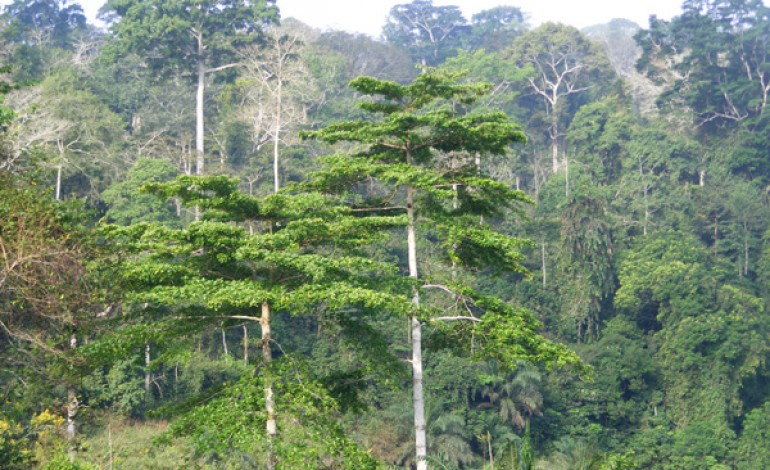 Vu panoramique de la forêt classée de Ziama