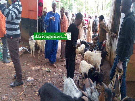 Un marché d bétails dans la région de la moyenne Guinée