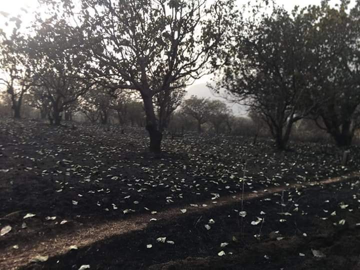 Incendie dans un champ d'anacardes à Bawa