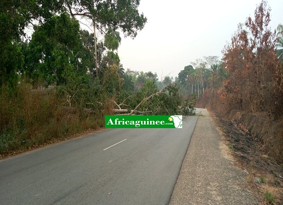 La route barricadée entre Nzérékoré-Beyla