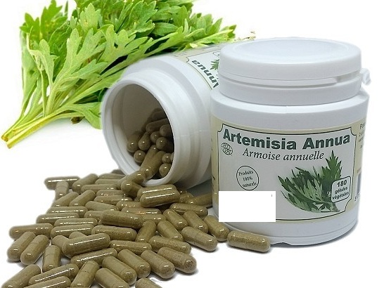 artemisine-artemisia-an