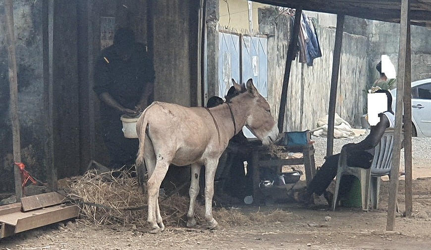 L'âne attaché au siège de l'UFDG
