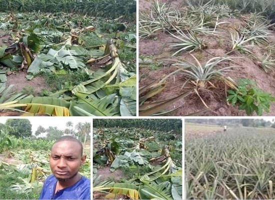 Une plantation de Banane et d'ananas détruit par des inconnus à Kindia