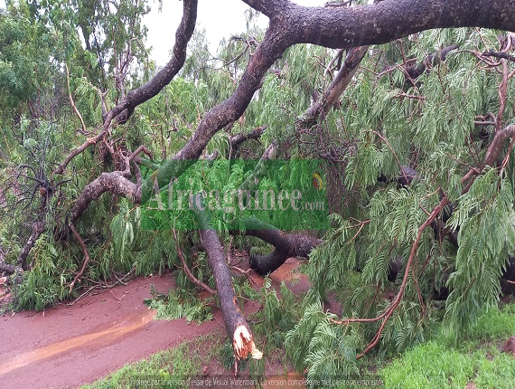 La nationale Faranah Dabola bloquée par la chute d'un arbre