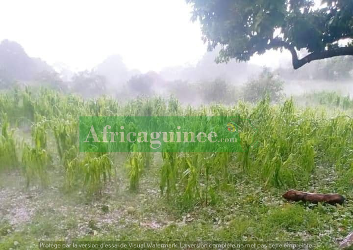 Une pluie de grêles s'abat à Mali