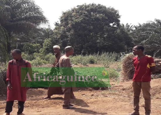 La plantation de Yaya Bah rasée par des Bulldozers